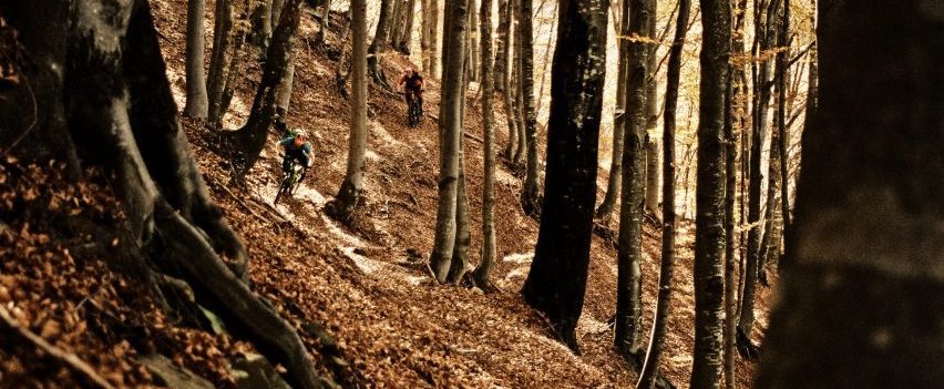 Two mountain bikers on a descent in a beech forest
