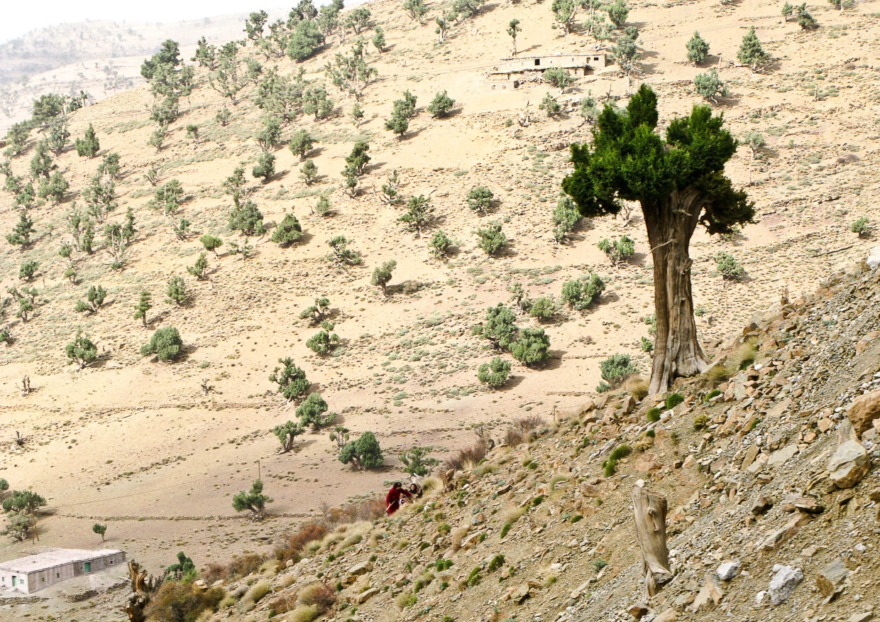Berber woman cutting trees for fire in Atlas mountain